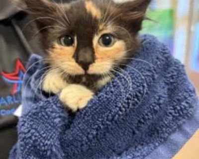 Breed Domestic Shorthair Color Black (Mostly) Age 1 month old, Kitten Sex Female Pet ID 59786163 Hair Length short