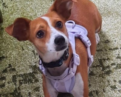 Coketa - Rat Terrier Female Dog for Adoption