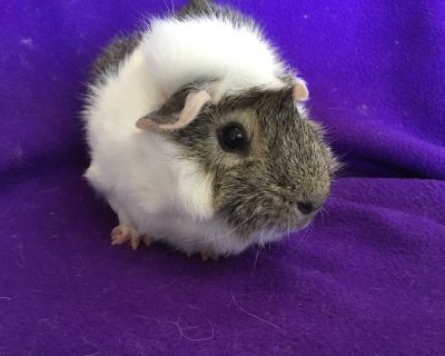 Solo - Guinea Pig Male for Adoption