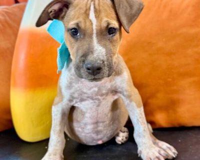 This cutie is Bam Bam Flintstone. He is currently 2 months old and weighs approximately 5 pounds. We think they may be a Pit Bull mix, but with rescue its a guess! What matters most is that they are adorable and are one the MOST desperate in the entire US based on statistics for where this puppy is from. Shelters in this area are having to euthanize puppies. So, this puppy needs you! If you cho...