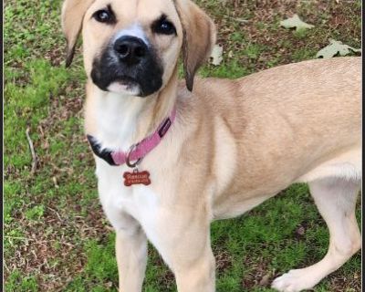 Meet Priscilla, this beautiful 7 month old Anatolian Shepherd /Black Mouth Cur. She is super friendly with all people & loves to snuggle. Priscilla has the prettiest eyes & very kind spirit. She is great with other dogs and cats. Rides great in a car & leash trained. Priscilla is doggy door trained & crate trained. She is fully vetted, spayed, micro-chipped and heartworm tested negative. Prisci...