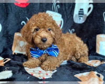 Spencer - Goldendoodle (Miniature) Male Puppy for Sale