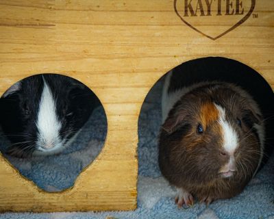Meet Violet & Coco Bonded Pair Females Estimated 1 2 Years Old Los Angeles, CA Violet and Coco are a beautiful bonded pair who came to us from West Valley Animal Shelter. It is difficult to imagine these two sweet girls ever being given up, because they are truly delightful in every way. During the past month in their loving foster home, Violet and Coco have blossomed with affection and confide...