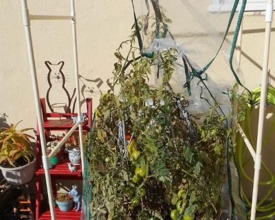 Large Clear Plastic Bags