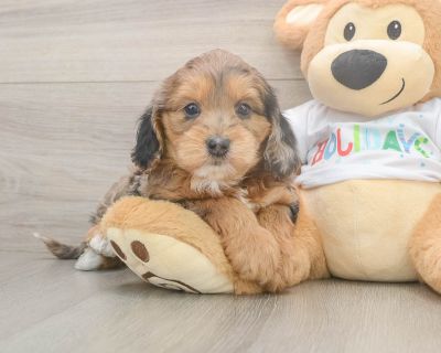 ANABELLE - Mini Goldendoodle Female Puppy for Sale