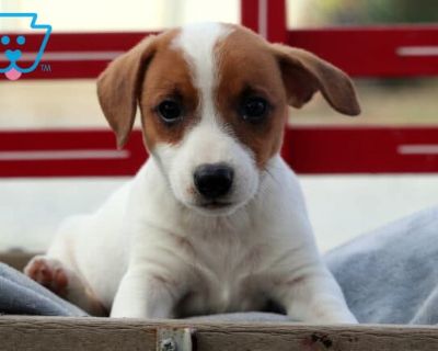 Jasper - Male Jack Russell Terrier Puppy for Sale
