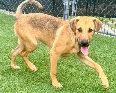 Viola - Catahoula Leopard Dog/Golden Retriever Mix Female Dog for Adoption