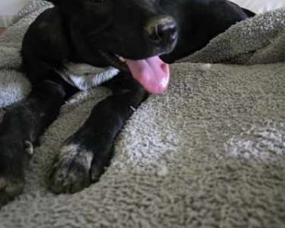 Raven - German Shepherd Dog/Labrador Retriever Mix Female Dog for Adoption