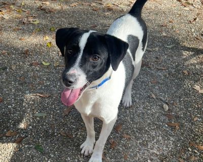 Onyx - Labrador Retriever & German Shorthaired Pointer Mix Male Puppy for Adoption