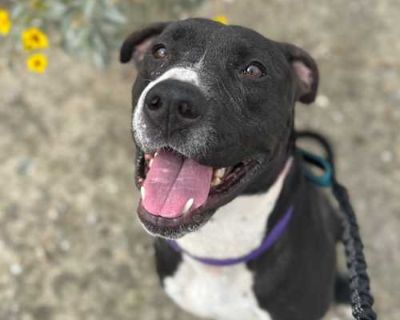 Franco - American Pit Bull Terrier/Mixed Breed (Medium) Mix Male Dog for Adoption