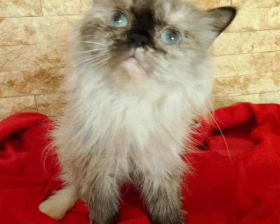 Hanna - Himalayan & Ragdoll Mix Female Cat for Adoption