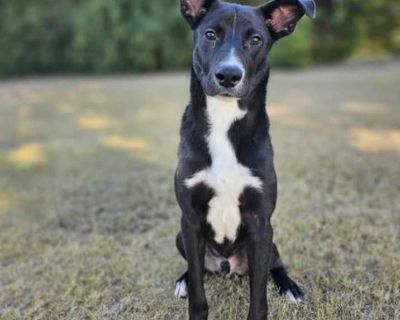 Young. Black - with white. Hair: short. Meet Beau! Beau is a 5-month-old Lab mix with energy to spare and love to give! His previous owner let us know he was an inside dog, housetrained, and already knows a couple of commands - what a smart boy! Beau s an active, happy pup who s ready to learn, play, and be your loyal sidekick on every adventure. Adoption process $75 Adoption fee. Pre-Adoption ...