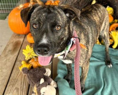 Maricopa - Boston Terrier/Husky Mix Male Dog for Adoption