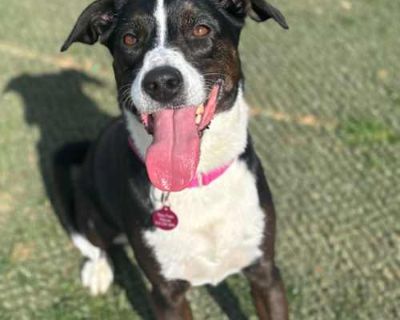 Luci Linn - Border Collie Female Dog for Adoption