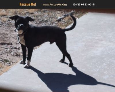 KJ - Male Puppy American Staffordshire Terrier for Adoption