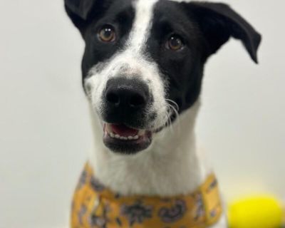Exciting News: This adorable pup will be at an adoption event near you! Check our website: https://AmazingDogsRescue.org/dogs/ Or call 888.508.8943 (Monday to Sunday, 8 AM to 8 PM).. Out-of-town pets are cared for by non-local organizations who can make arrangements for the pet to be transported to your area. Learn More. Puppy Female Medium Black , White / Cream