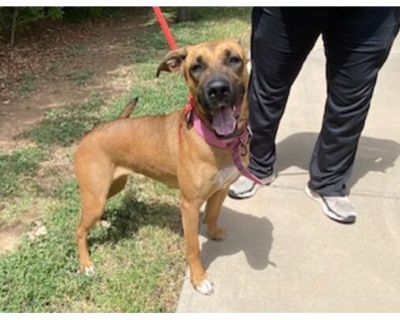 SALLY - Black Mouth Cur Female Dog for Adoption