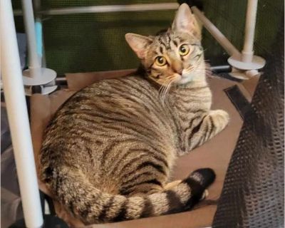 Jenny - Female Kitten American Shorthair for Adoption