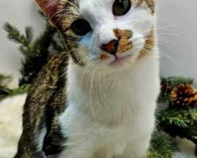 KITTEN HAYSMITH - Domestic Shorthair Male Cat for Adoption