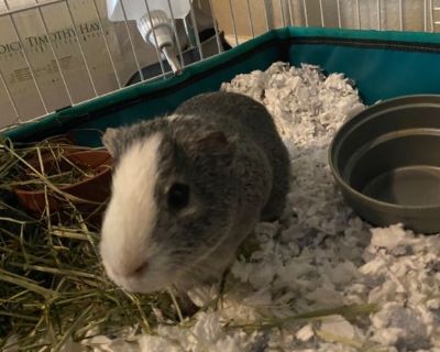FREE to good home - 2 Guinea pigs and accessories
