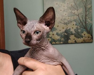 Male Sphynx Kitten