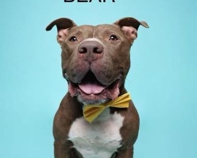 Rescue from Texas. Bear is a 6-year-old, 80-pound snuggle tank who s equal parts muscle and mush. He spent his whole life with one devoted owner, but after they passed away from cancer, Bear was left behind by the family. Now he s on the lookout for a new forever person (or people) who ll love him like he deserves. Bear s a bit picky about his dog friends he s more of a vibes have to match kind...