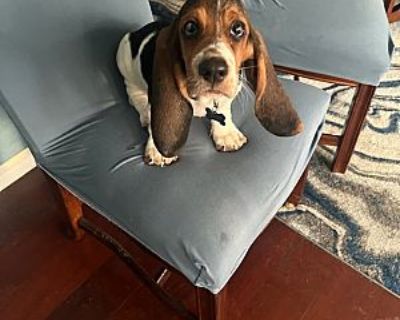 Margi - Basset Hound Female Puppy for Adoption