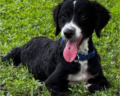 Meet Dottie - The Sweet & Smart Aussiedoodle Ready for Her Forever Home! ? Dottie is an adorable black-and-white, curly-coated Aussiedoodle with a loving personality and a joyful spirit. She turned 5 months old on October 1, 2025 and is at the ideal age to bond with her forever family! We are looking for an active home, preferably with another medium to large dog, as Dottie thrives when she can...