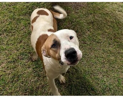 LUPIN - American Pit Bull Terrier Male Dog for Adoption