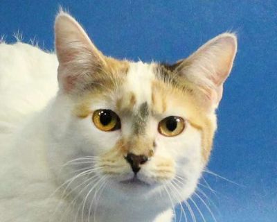 Adult. Calico or dilute calico. Hair: short. Adoption process An adoption application needs to be filled out and approved. We invite you to stop by our adoption center and visit the cats and kittens in person. Talk with an adoption counselor for information on each animal. We will help you find your match! A contract is signed upon approval and adoption. Fees can vary from cat to cat, depending...