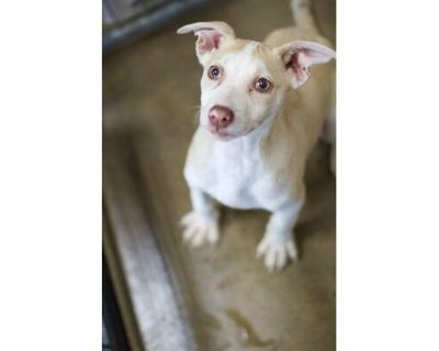 Louie - Husky/Terrier (Unknown Type, Medium) Mix Male Puppy for Adoption