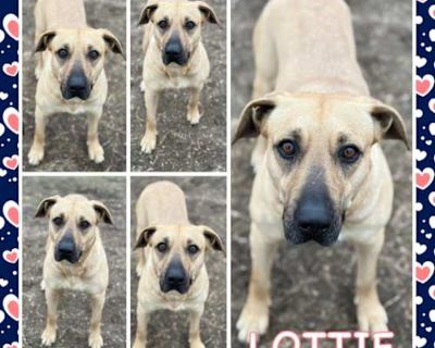 Lottie - Anatolian Shepherd/American Pit Bull Terrier Mix Female Dog for Adoption
