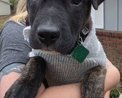 Emma - Shepherd & Labrador Retriever Mix Female Puppy for Adoption