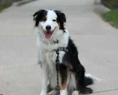 Hank - Border Collie/Mutt Mix Male Dog for Adoption