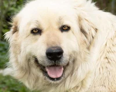 Sue in TN - Calm & Gentle & Adores People! - Great Pyrenees Female Dog for Adoption