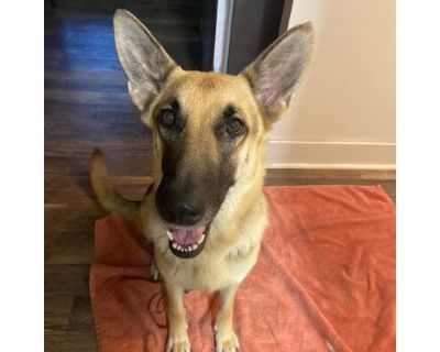 Lola - German Shepherd Dog Female Dog for Adoption