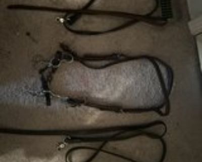 horse bridle