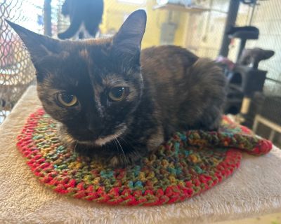 Marble - Domestic Short Hair Mix Female Cat for Adoption