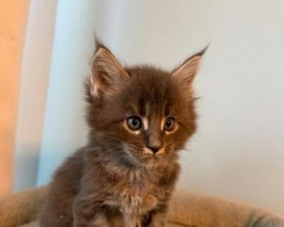 Giorgio - Maine Coon Male Kitten For Sale