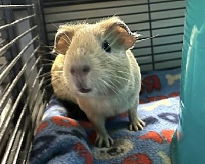 Sandy - Guinea Pig Female for Adoption