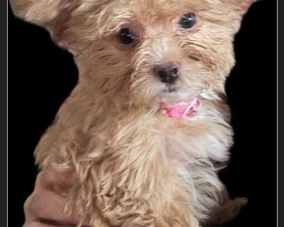 Lil Ms. Apricot - Female Puppy Poodle / Bichon Frise for Adoption