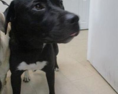 LOLA - Labrador Retriever Female Dog for Adoption