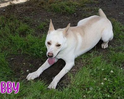 Abby - German Shepherd Dog Female Dog for Adoption