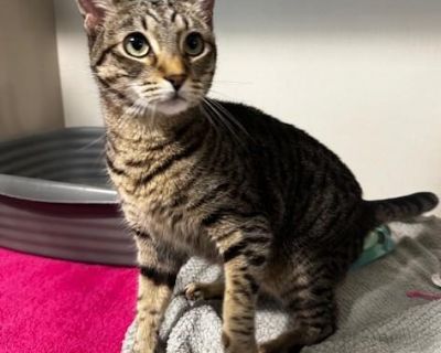 Meet Crystal Your New Best Friend in Tabby Stripes! Crystal isn t just a cat she s a conversation starter, a cuddle enthusiast, and your personal greeter all rolled into one sleek, striped package. This adult tabby girl is bursting with personality: outgoing, curious, and always ready to make new friends. Walk into the room and she ll be the first to say hello tail up, eyes bright, and paws rea...