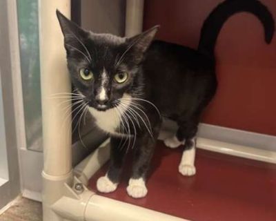 Strawberry - Domestic Shorthair Female Cat for Adoption