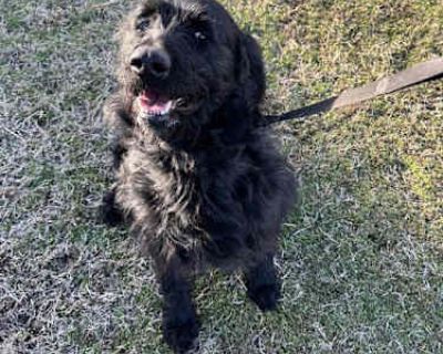 Milo - Labrador Retriever/Poodle (Standard) Mix Male Dog for Adoption