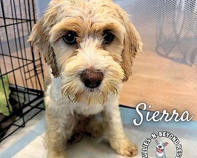 Sierra - Cockapoo Female Puppy for Adoption