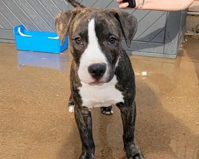 Out-of-town pets are cared for by non-local organizations who can make arrangements for the pet to be transported to your area. Learn More. Puppy Female Medium Brindle , White / Cream