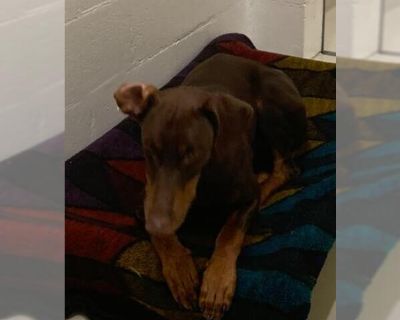 *VAN - Doberman Pinscher Male Adult Dog for Adoption