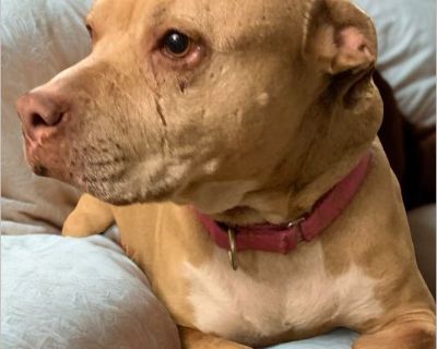 If you are looking for a dog that is easy going, easy to maintain and does NOT need alot of activity...THIS is your girl. If you are a single or retired adult that would like to have a dog for companionship...THIS is your girl. If you are not that active of a person but want a dog and not much time for excessive walks or stimulation and you just want the companionship of a dog...THIS is your gi...